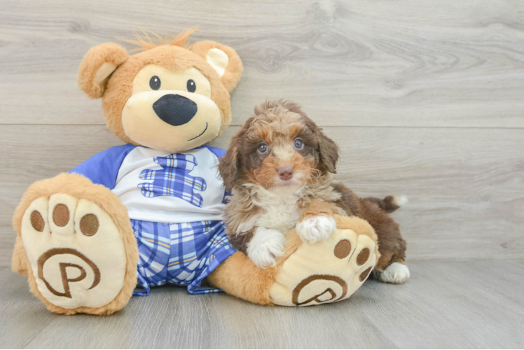 Little Mini Aussiepoo Poodle Mix Puppy