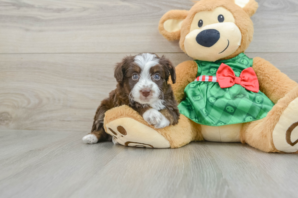 Sweet Mini Aussiedoodle Baby