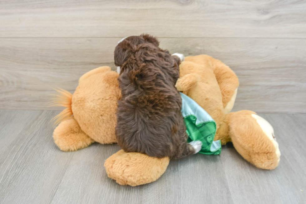 Funny Mini Aussiedoodle Poodle Mix Pup