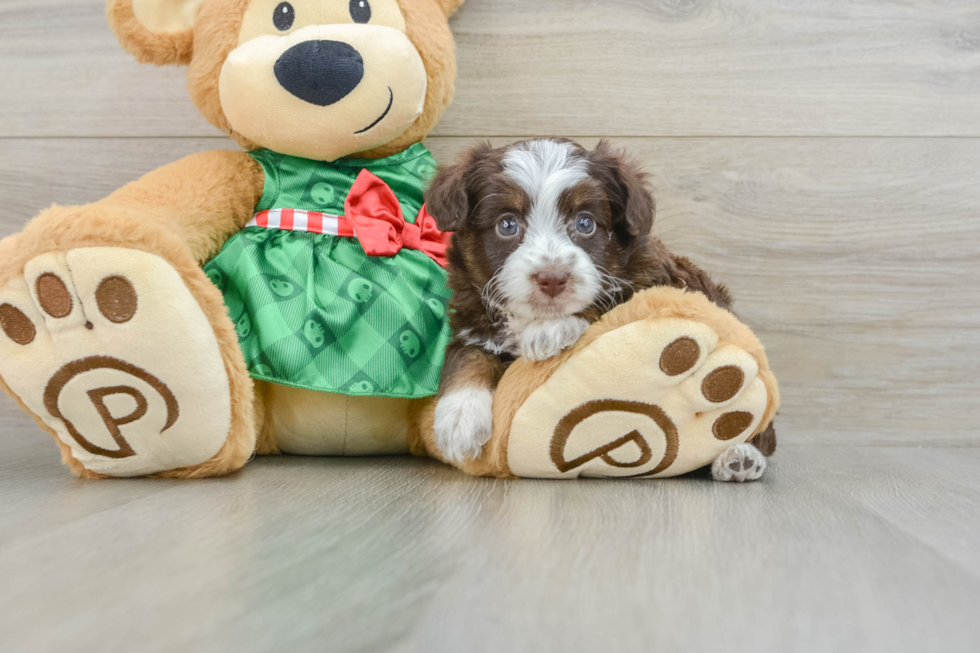 Best Mini Aussiedoodle Baby