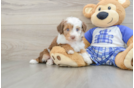 Mini Aussiedoodle Pup Being Cute