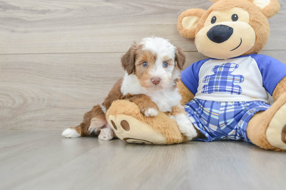 Mini Aussiedoodle Pup Being Cute