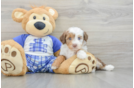 Popular Mini Aussiedoodle Poodle Mix Pup