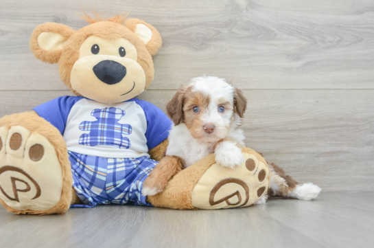 Popular Mini Aussiedoodle Poodle Mix Pup