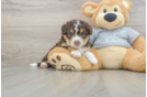 Friendly Mini Aussiedoodle Baby