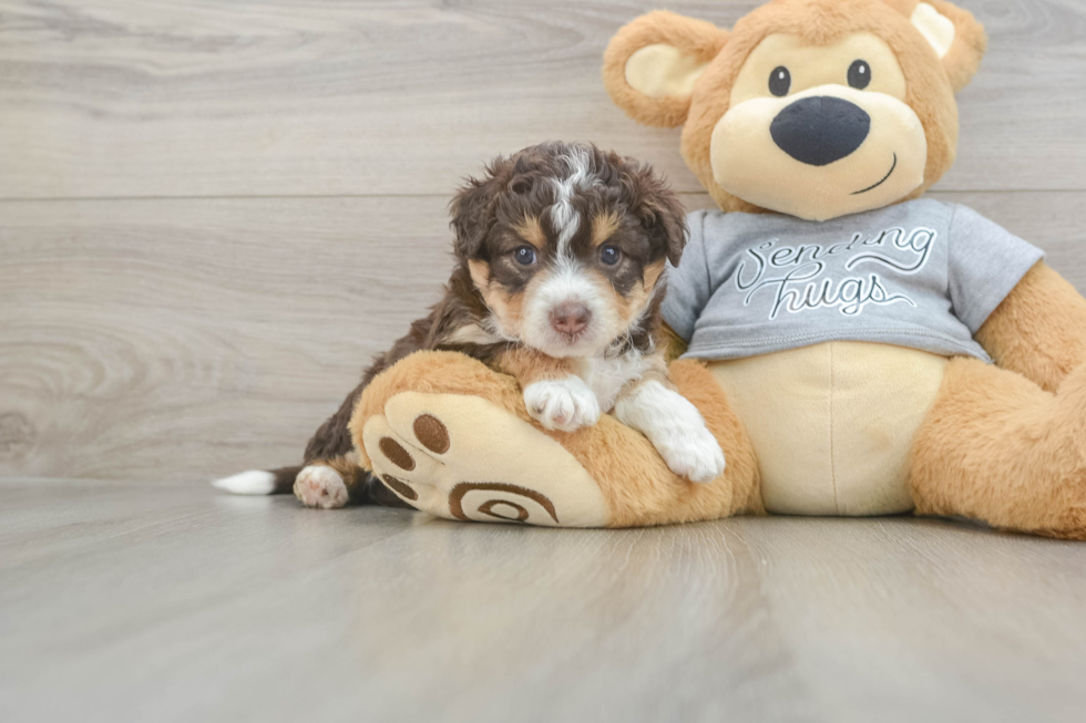 Friendly Mini Aussiedoodle Baby