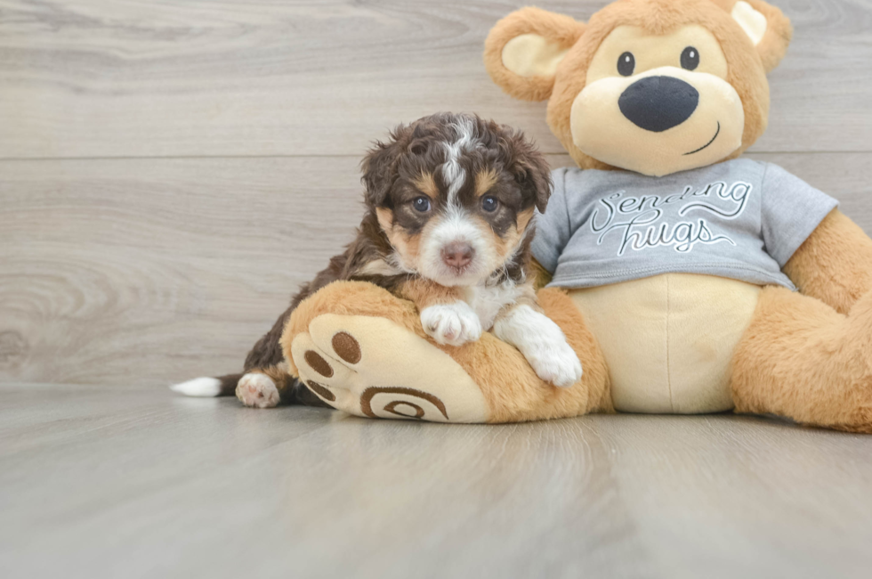 4 week old Mini Aussiedoodle Puppy For Sale - Premier Pups