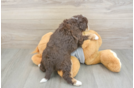Petite Mini Aussiedoodle Poodle Mix Pup