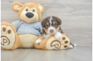 Petite Mini Aussiedoodle Poodle Mix Pup