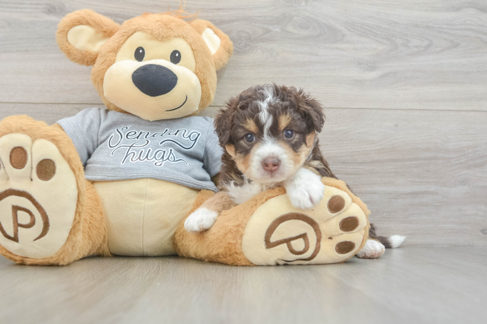 Petite Mini Aussiedoodle Poodle Mix Pup