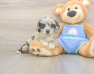 7 week old Mini Aussiedoodle Puppy For Sale - Premier Pups