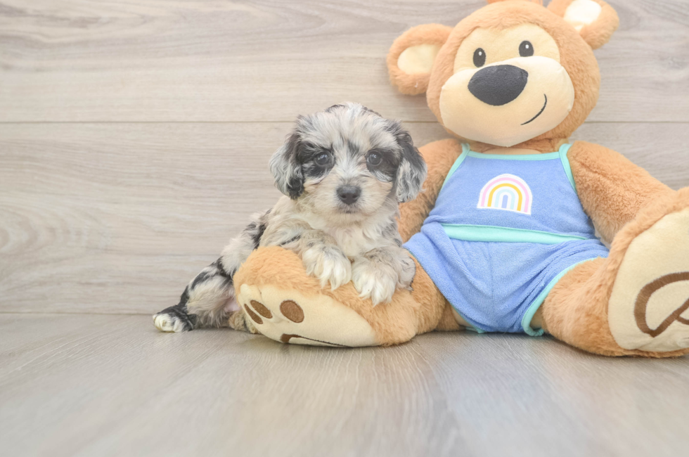 5 week old Mini Aussiedoodle Puppy For Sale - Premier Pups