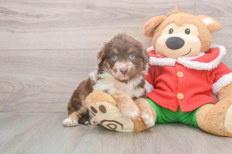 5 week old Mini Aussiedoodle Puppy For Sale - Premier Pups