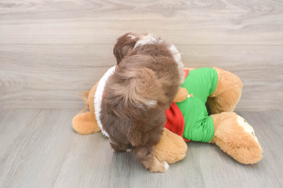 Popular Mini Aussiedoodle Poodle Mix Pup