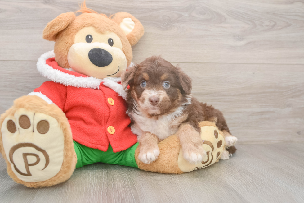 Mini Aussiedoodle Puppy for Adoption