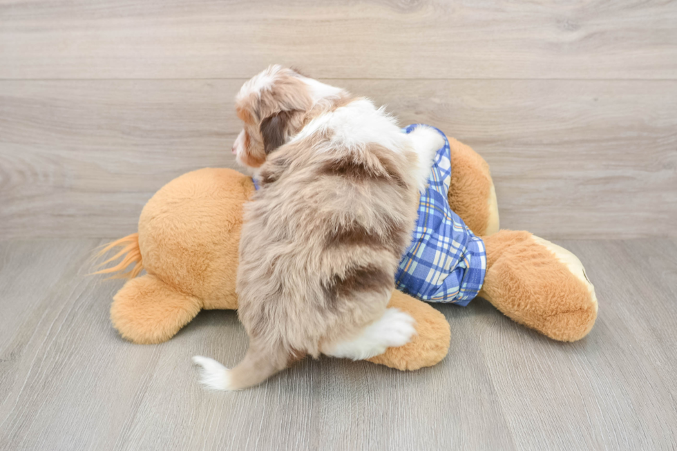 Friendly Mini Aussiedoodle Baby