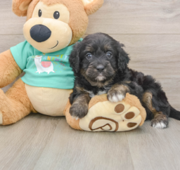 6 week old Mini Aussiedoodle Puppy For Sale - Premier Pups