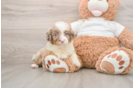 Mini Aussiedoodle Puppy for Adoption
