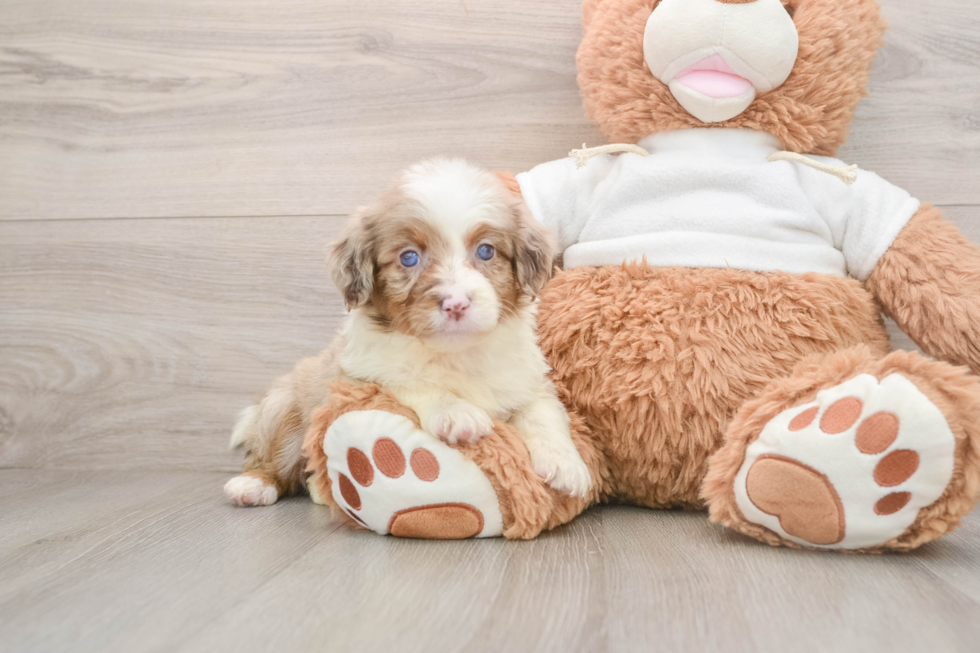 Mini Aussiedoodle Puppy for Adoption