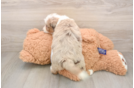 Mini Aussiedoodle Pup Being Cute