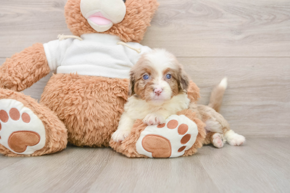 Happy Mini Aussiedoodle Baby
