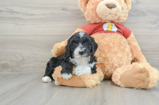 Small Mini Aussiedoodle Baby