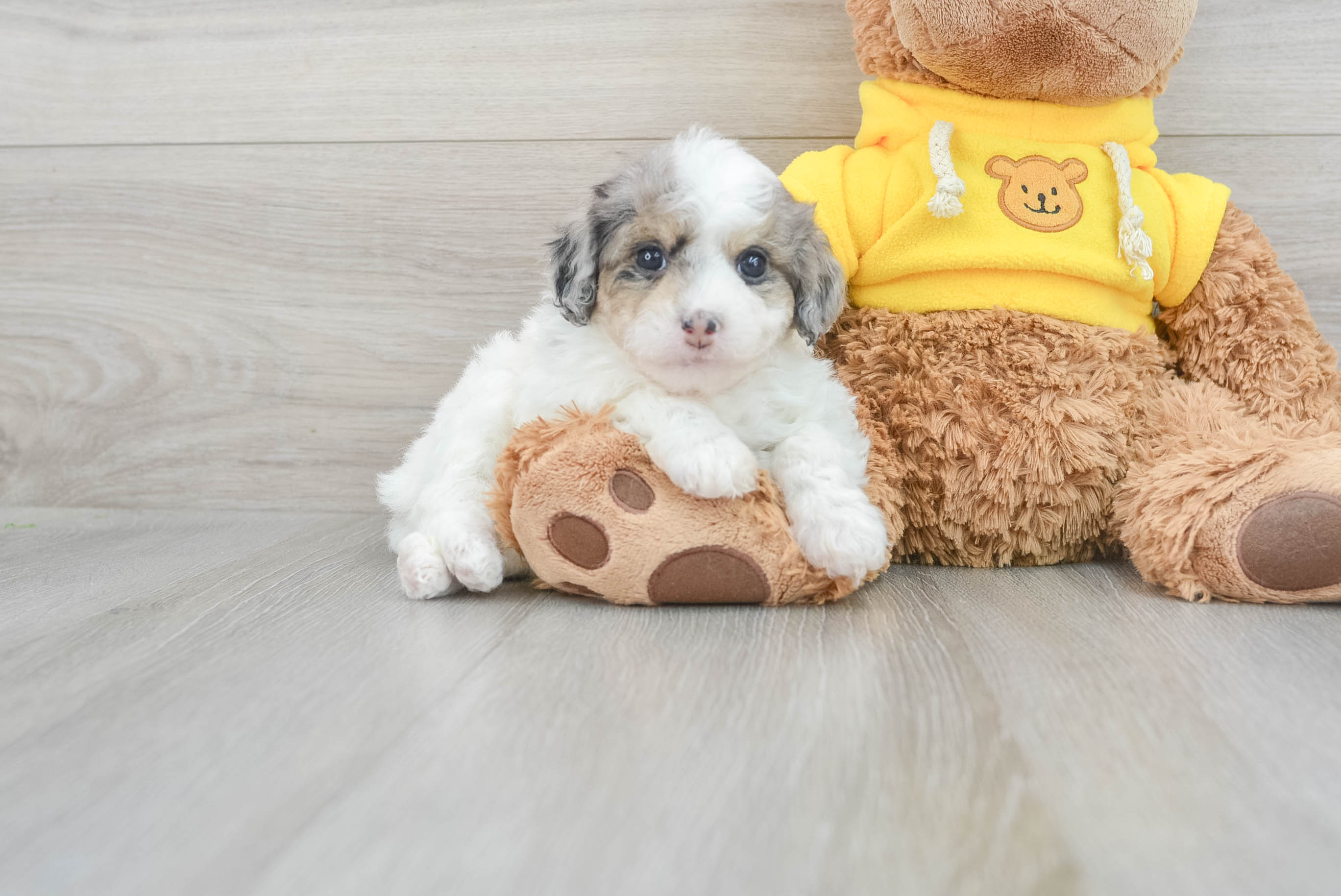 Fluffy Mini Aussiedoodle Poodle Mix Pup
