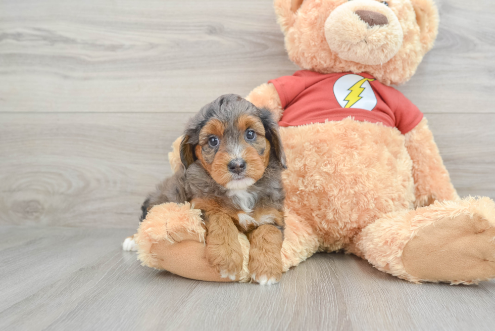 Fluffy Mini Aussiedoodle Poodle Mix Pup