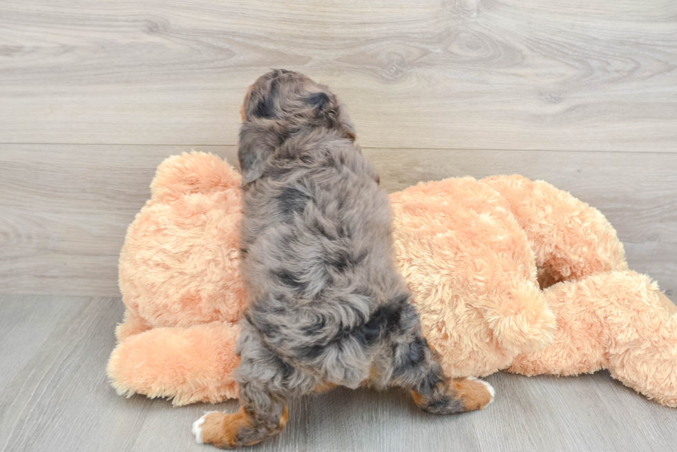 Funny Mini Aussiedoodle Poodle Mix Pup