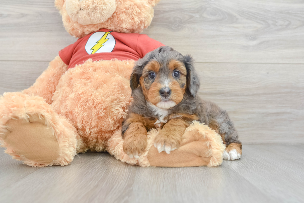 Hypoallergenic Aussiepoo Poodle Mix Puppy