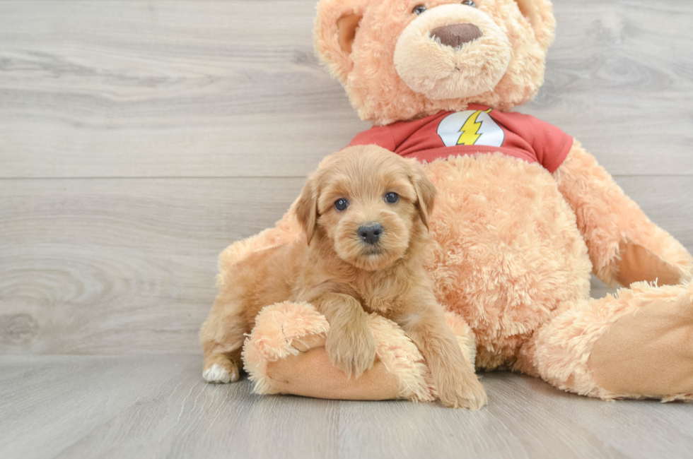 7 week old Mini Aussiedoodle Puppy For Sale - Premier Pups