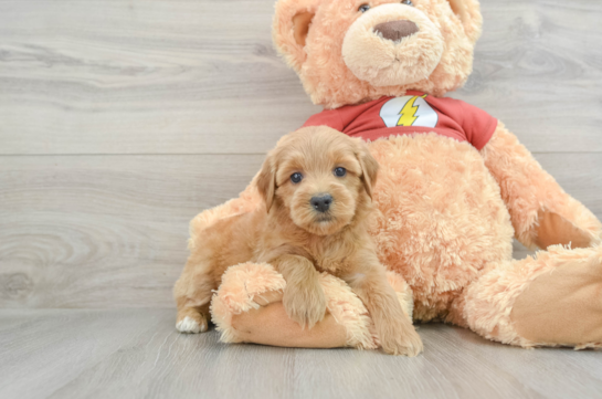 Cute Mini Aussiedoodle Baby