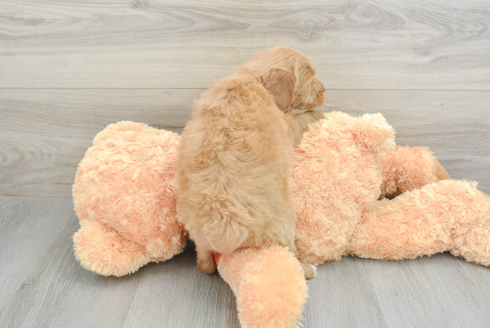 Funny Mini Aussiedoodle Poodle Mix Pup