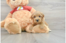 Mini Aussiedoodle Pup Being Cute