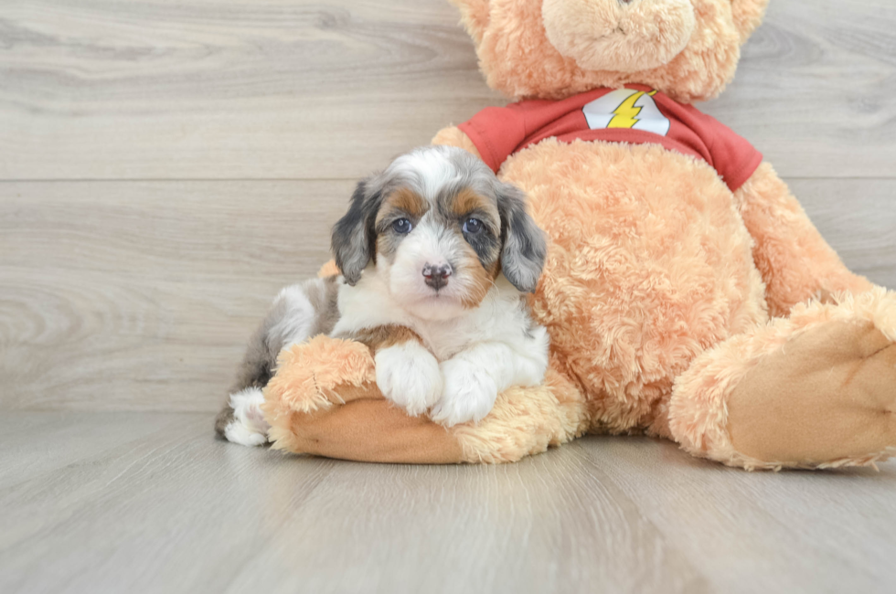 5 week old Mini Aussiedoodle Puppy For Sale - Premier Pups