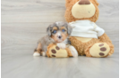 Hypoallergenic Aussiepoo Poodle Mix Puppy