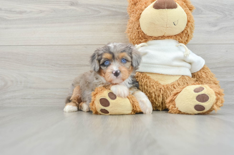 5 week old Mini Aussiedoodle Puppy For Sale - Premier Pups