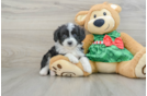 Mini Aussiedoodle Puppy for Adoption