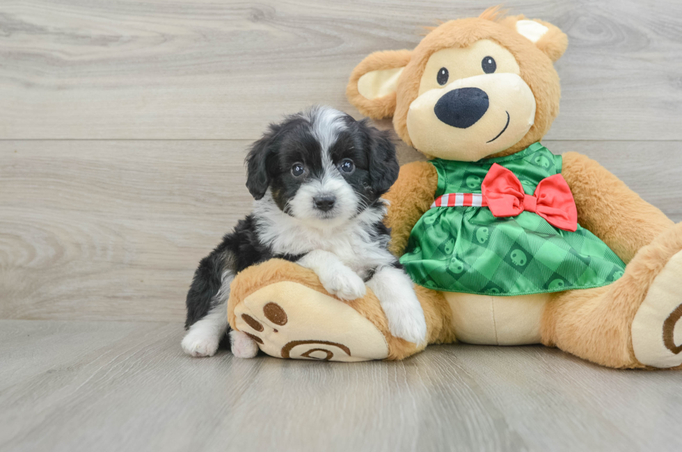 5 week old Mini Aussiedoodle Puppy For Sale - Premier Pups