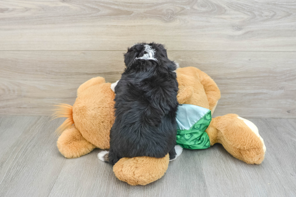 Best Mini Aussiedoodle Baby