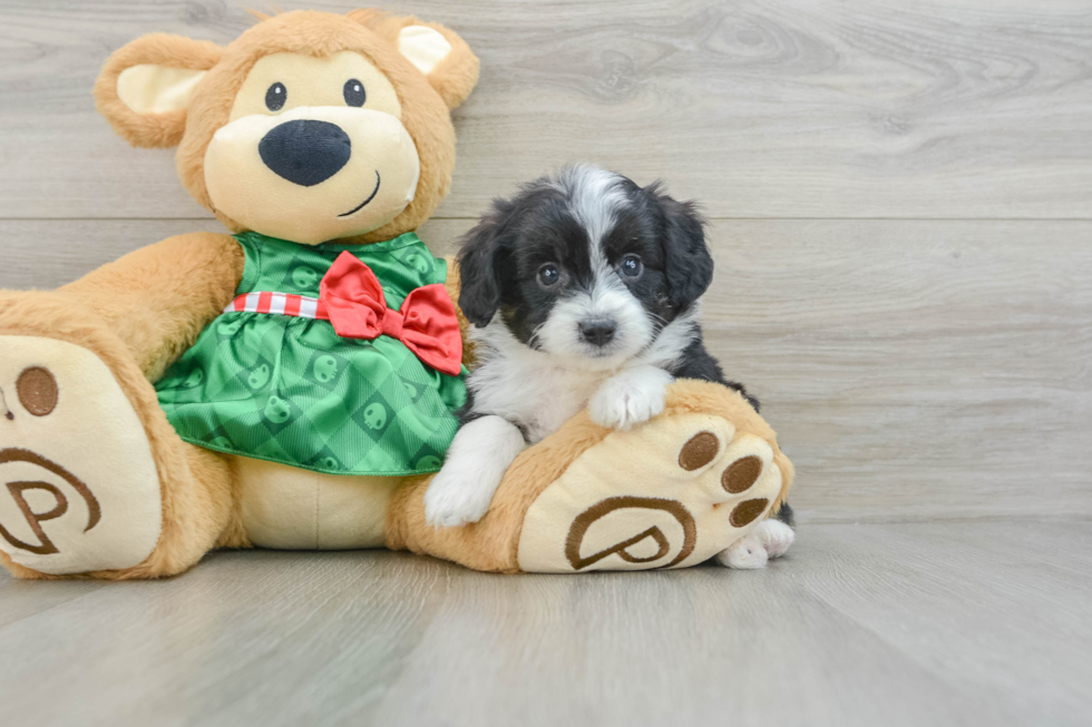 Happy Mini Aussiedoodle Baby