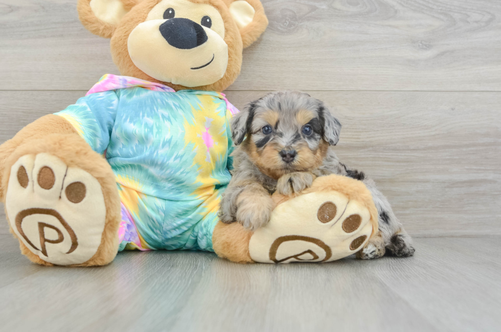 5 week old Mini Aussiedoodle Puppy For Sale - Premier Pups