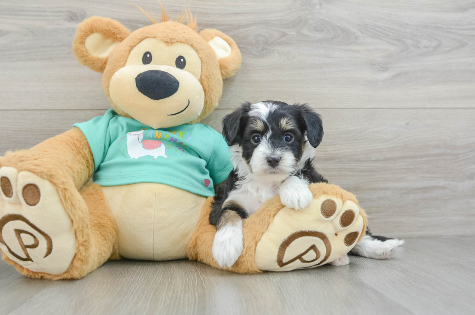 5 week old Mini Aussiedoodle Puppy For Sale - Premier Pups