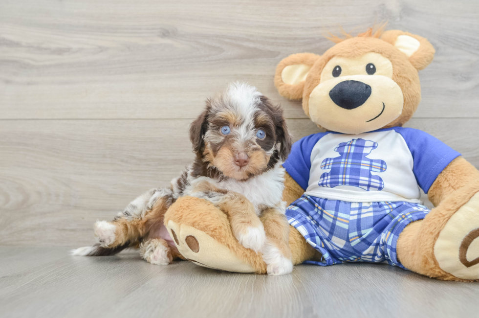 5 week old Mini Aussiedoodle Puppy For Sale - Premier Pups