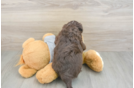 Best Mini Aussiedoodle Baby