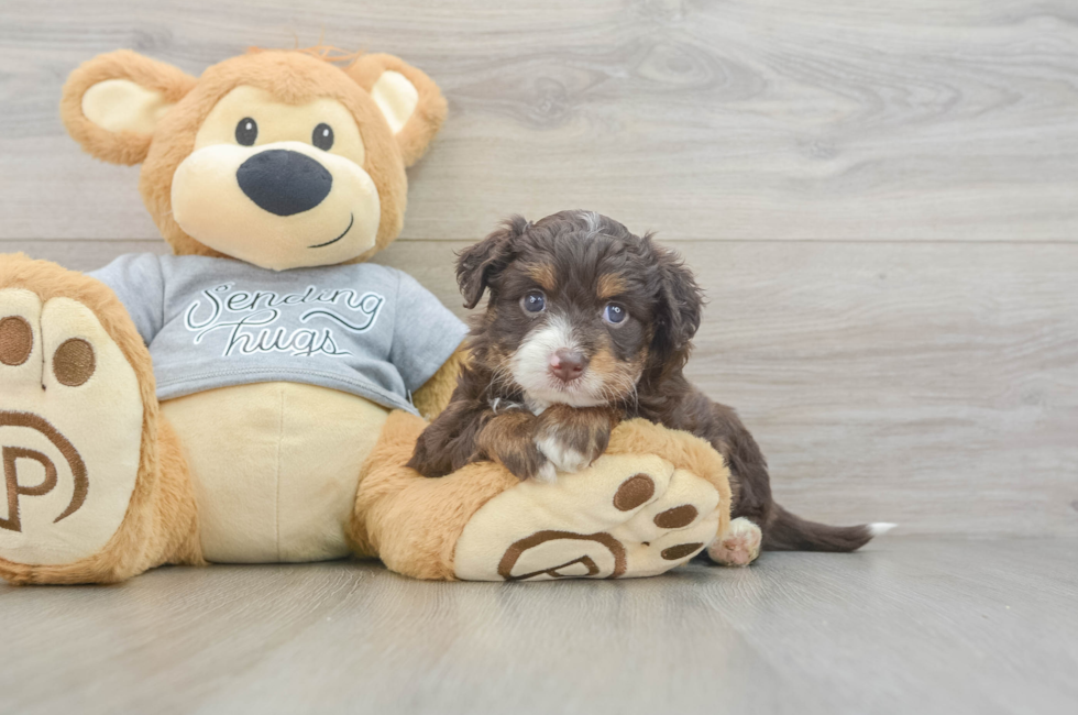 4 week old Mini Aussiedoodle Puppy For Sale - Premier Pups