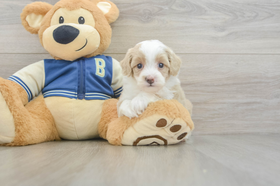 5 week old Mini Aussiedoodle Puppy For Sale - Premier Pups
