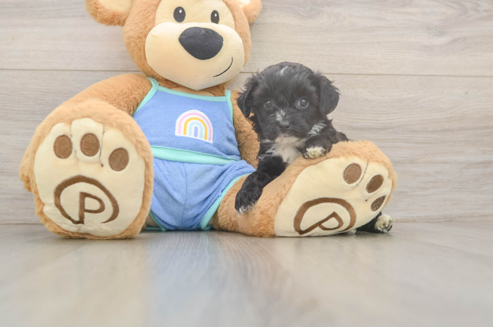 5 week old Mini Aussiedoodle Puppy For Sale - Premier Pups