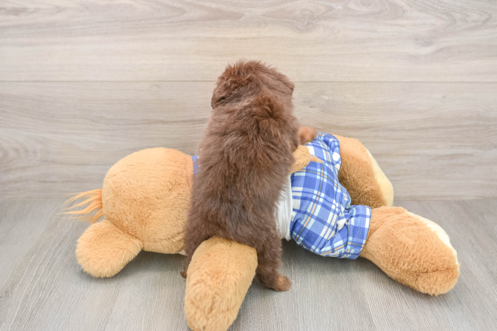 Happy Mini Aussiedoodle Baby