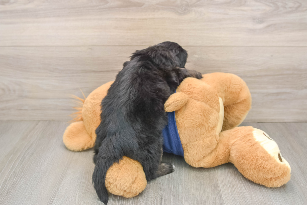 Mini Aussiedoodle Pup Being Cute